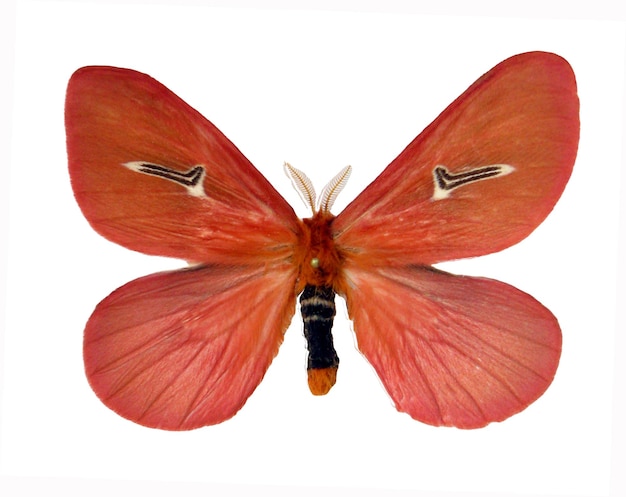 Rode vlinder vlinder Cerodirphia avenata close-up geïsoleerd op wit. Saturniidae. Collectie vlinder