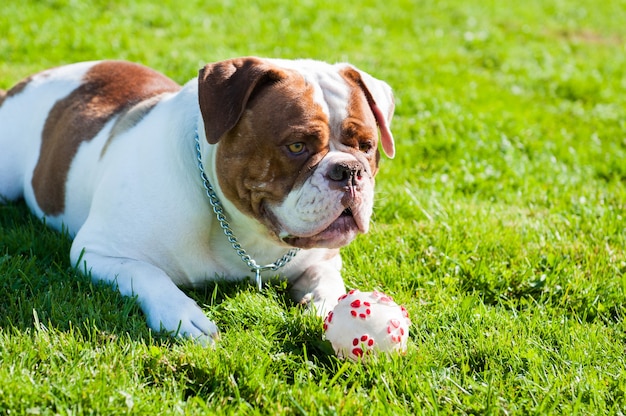 Rode volwassen Amerikaanse Bulldog-hond speelt met de bal