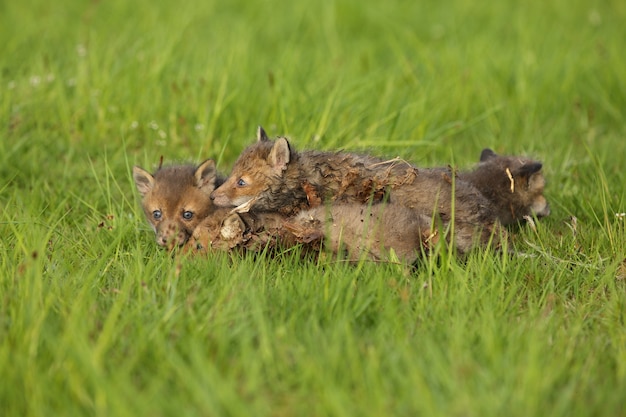 Rode vos baby kruipt in het gras