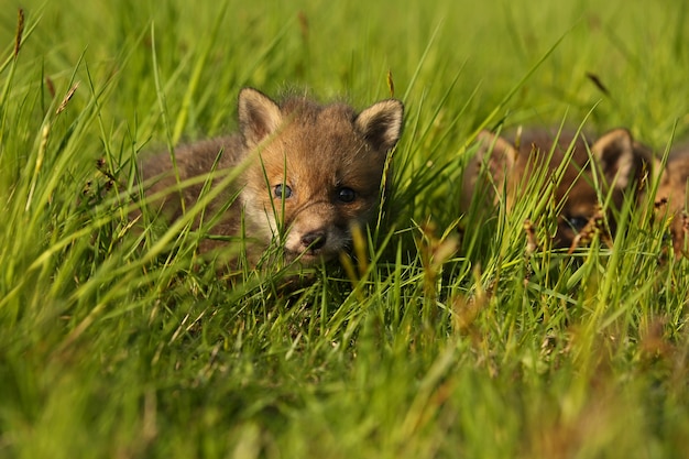 Rode vos baby kruipt in het gras