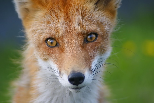 Rode vos close-up in volle groei Portret van een rode vos De vos kijkt naar de camera