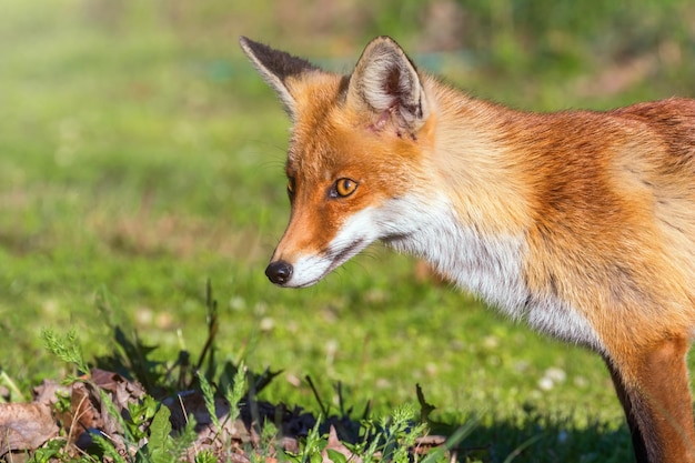 Rode vos close-up portret (Vulpes vulpes)