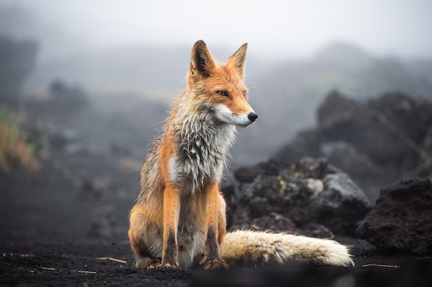 Rode vos dichte omhooggaand. Portret van een vos in Kamchatka