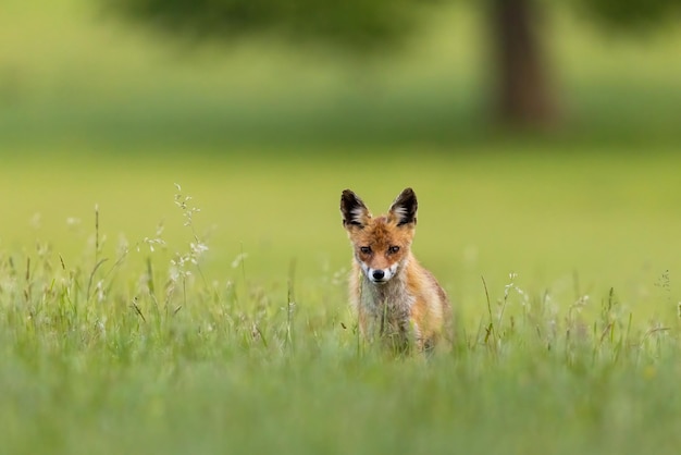Rode vos die in de zomer in lang gras loopt met kopieerruimte
