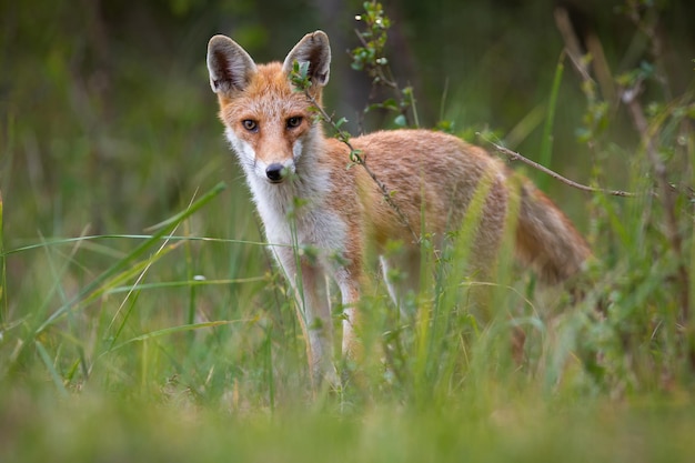 Rode vos die in de zomer op groeiend grasland staat