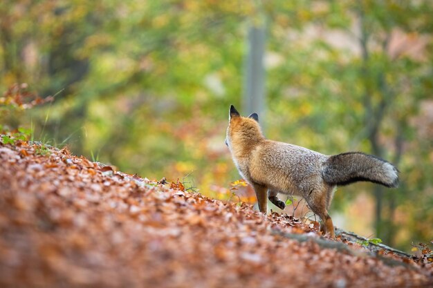 Rode vos die in het kleurrijke bos in de herfstnatuur staat en wegkijkt