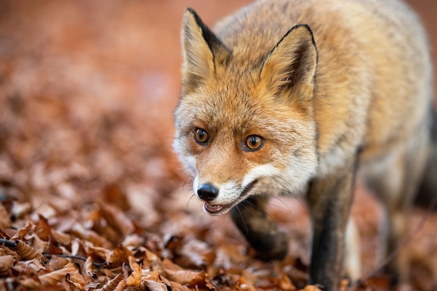Rode vos die op gebladerte in de herfstaard loopt in detail.