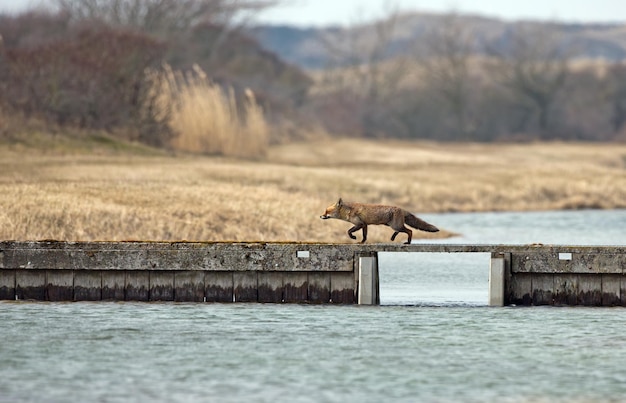 Rode vos een prachtig dier in een natuurhabitat.