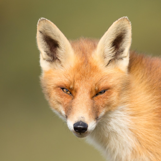 Rode vos een prachtig dier in een natuurhabitat.