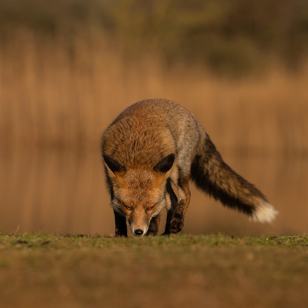 Rode vos een prachtig dier in een natuurhabitat.