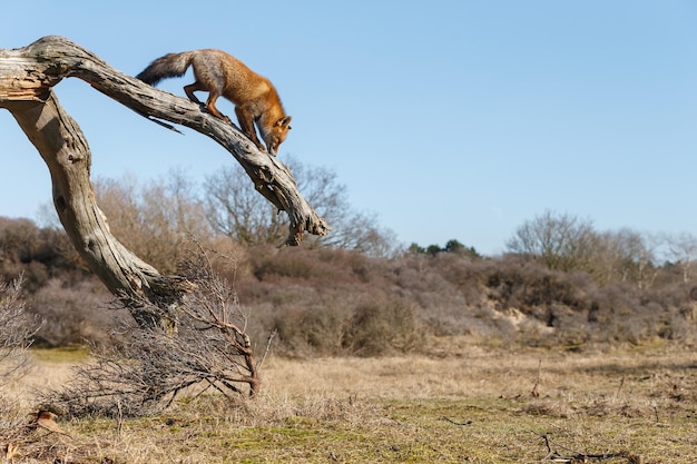 Rode vos een prachtig dier in een natuurhabitat.