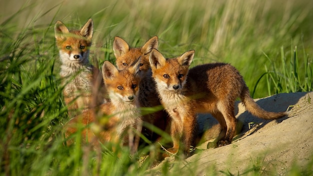 Foto rode vos kleine jonge welpen in de buurt van den nieuwsgierig staren naar de camera