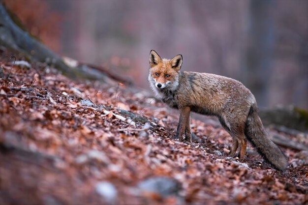 Rode vos met mooie lange gezwollen staart poseren in de herfst natuur