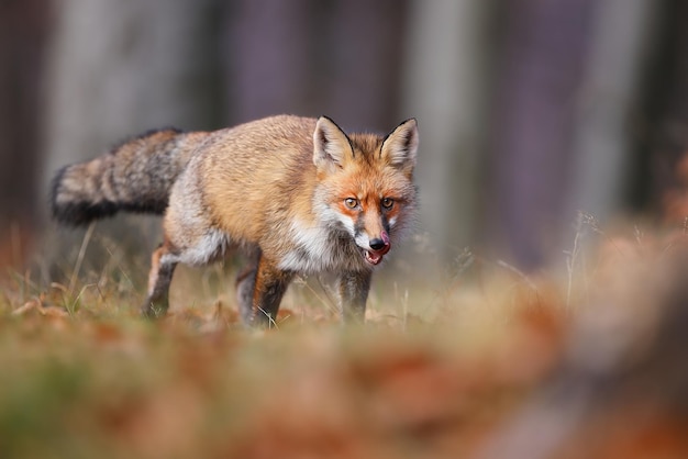 Rode vos nadert op droog grasland in de herfstnatuur