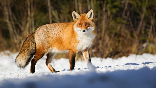 Rode vos observeren op witte open plek in winterzonlicht