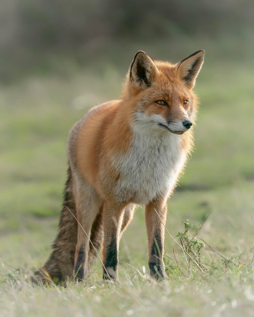 Rode vos (Vulpes vulpes) in natuurlijke herfstomgeving. in Nederland.