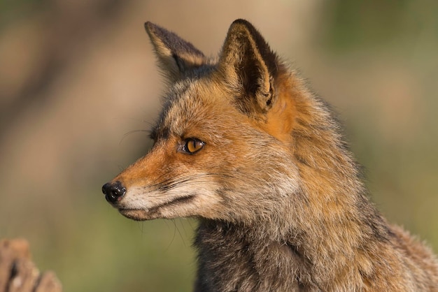 Rode vos Vulpes vulpes Malaga Spanje