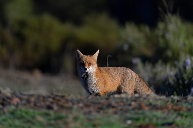 Foto rode vos (vulpes vulpes) malaga, spanje