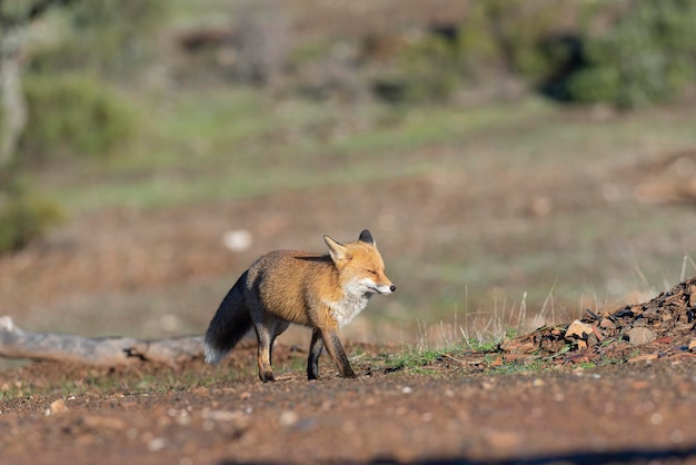 Rode vos (Vulpes vulpes) Malaga, Spanje