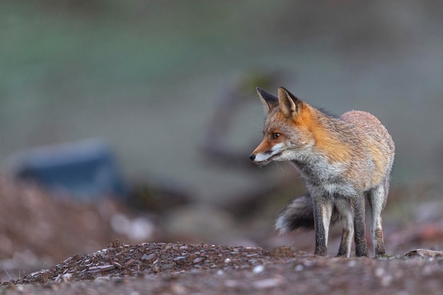 Rode vos (Vulpes vulpes) Malaga, Spanje