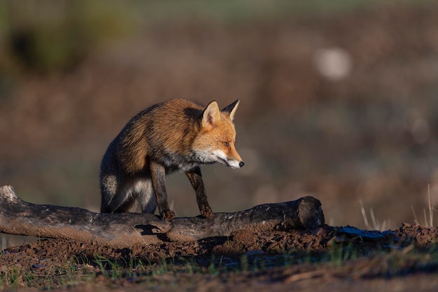 Rode vos (Vulpes vulpes) Malaga, Spanje