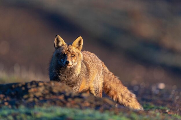 Rode vos (Vulpes vulpes) Malaga, Spanje