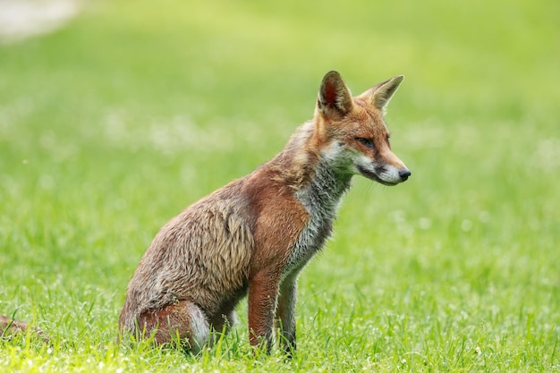 Rode vos zit op het grasveld.