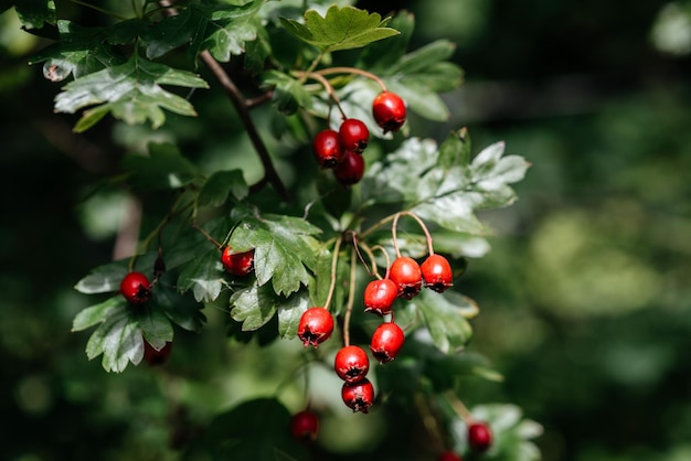 Rode vruchten van meidoorn crataegus laevigata midland meidoorn Engelse meidoorn bos meidoorn mei