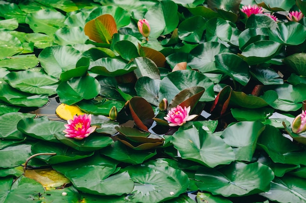 Foto rode waterlelie nymphaea in een fontaine