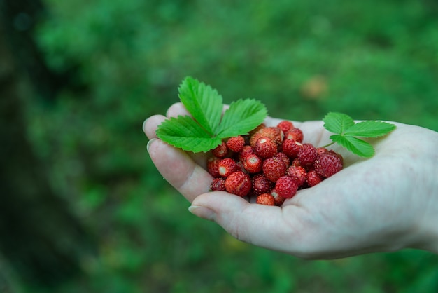 Rode wilde aardbei in de handen van de zomer in juli