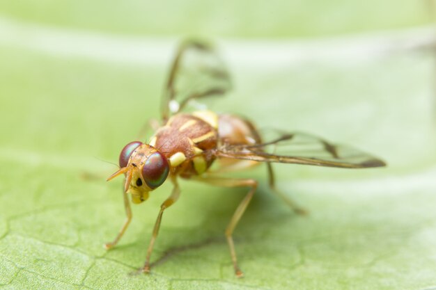 rode wilde azijn vliegt macro zomer