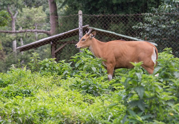 Rode wilde koeien