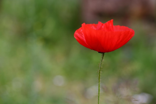 Rode wilde papaver in de zomer