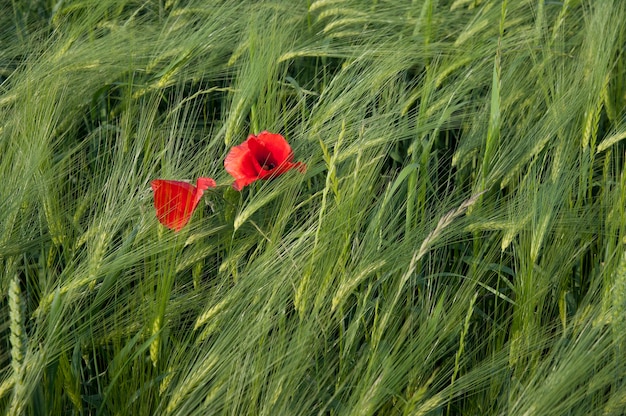 Rode wilde papaver op het gebied van groene rogge.