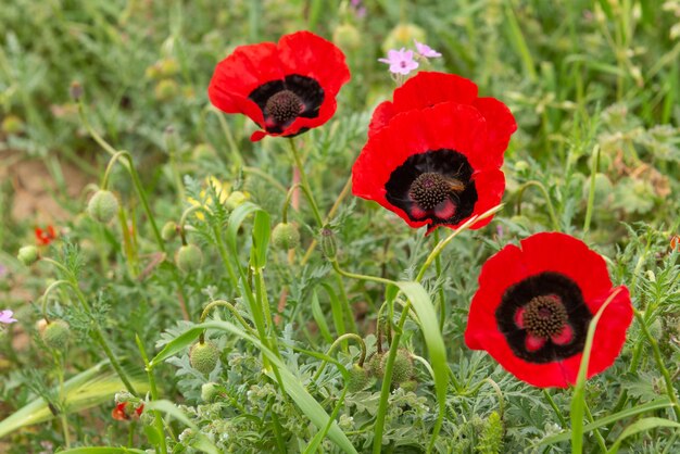 Rode wilde papaverbloem in veld