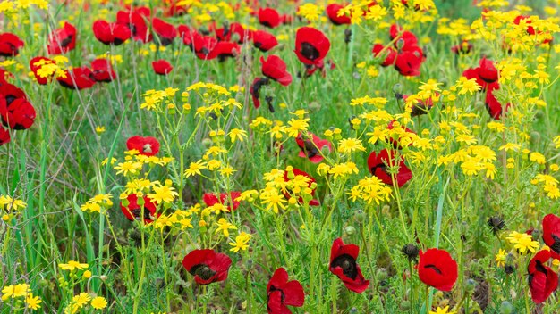 Rode wilde papaverbloem in veld