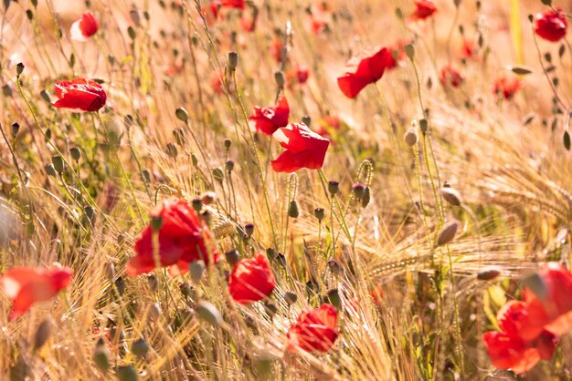 Rode wilde papaverbloemen op de achtergrond van de bloesem natuurlijke zomer