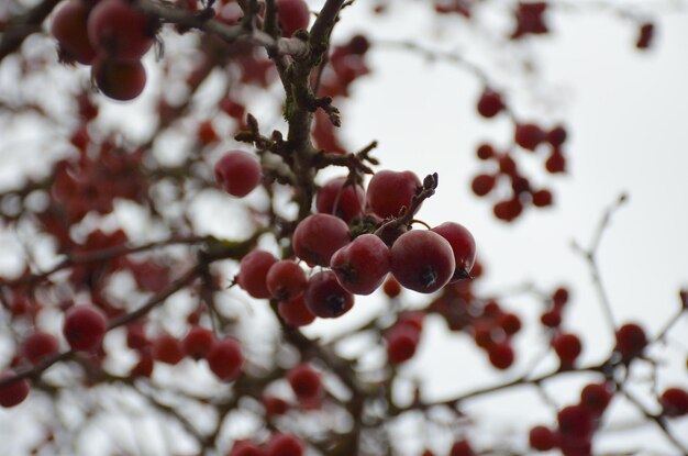 Foto rode winterbessen