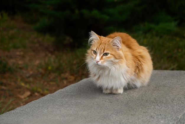 Rode witte kat portret close-up. Intelligente groene ogen kijken om zich heen. Grappige mooie pluizige kat