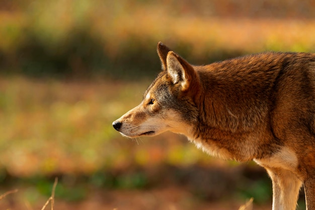 Rode wolf Canis lupus rufus een zeldzame wolvensoort afkomstig uit het zuidoosten van de Verenigde Staten