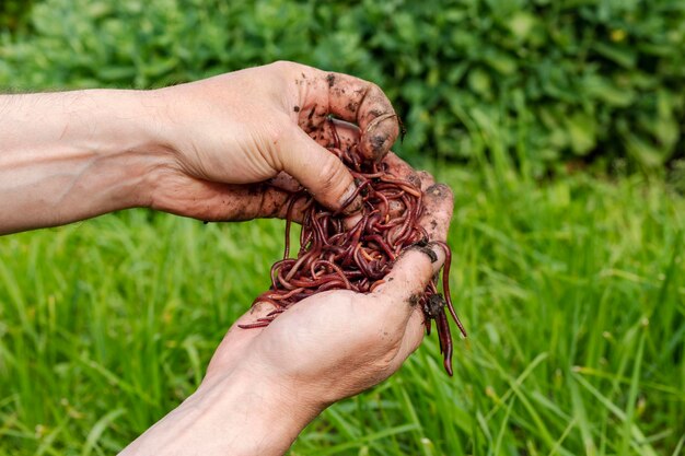 Rode wormen kweken Dendrobena vruchtbare bodem natuurlijke bodemverbetering Vissende wormen Wormen in de handen van een man