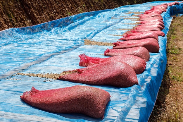 Foto rode zak koffiebonen drogen op de plantage gemeenschapsindustrieën over de teelt