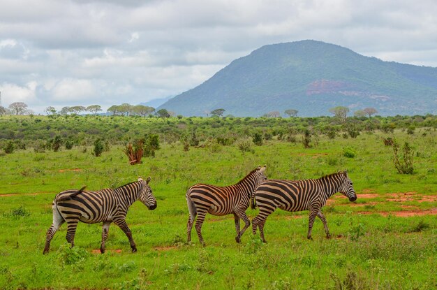 Rode zebra's op de savanne in Tsavo East National Park in Kenia Afrika