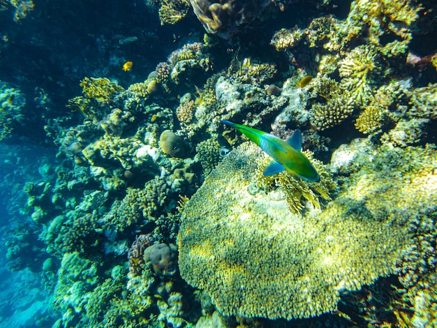Rode zee koralen close-up sharm el sheikh