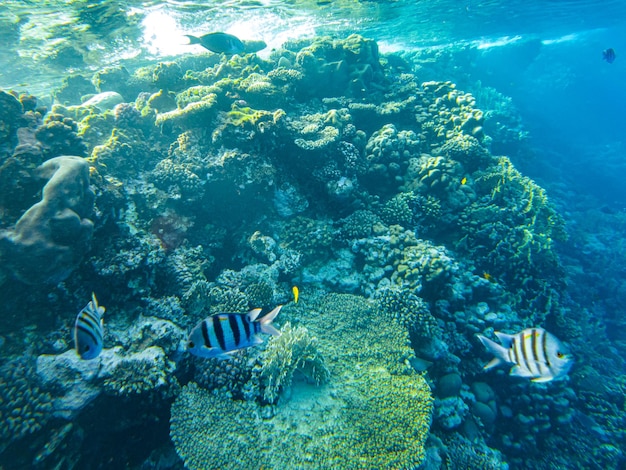Rode zee koralen close-up sharm el sheikh