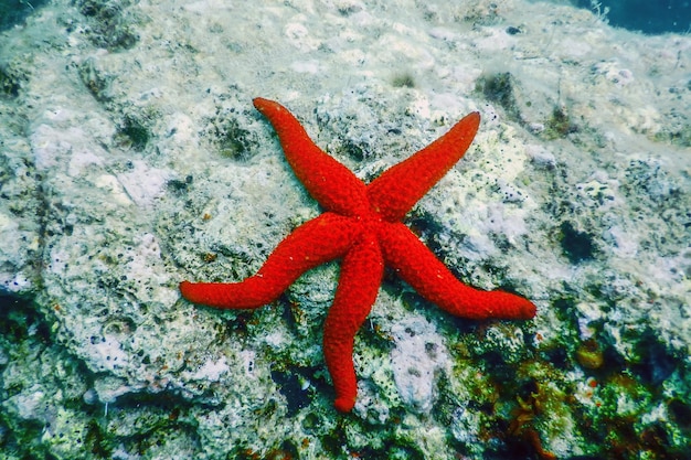 Rode zeester op de zeebodem (Echinaster sepositus) onderwater