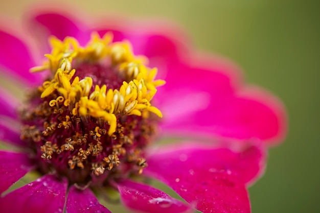 Foto rode zinnia op een groene achtergrond