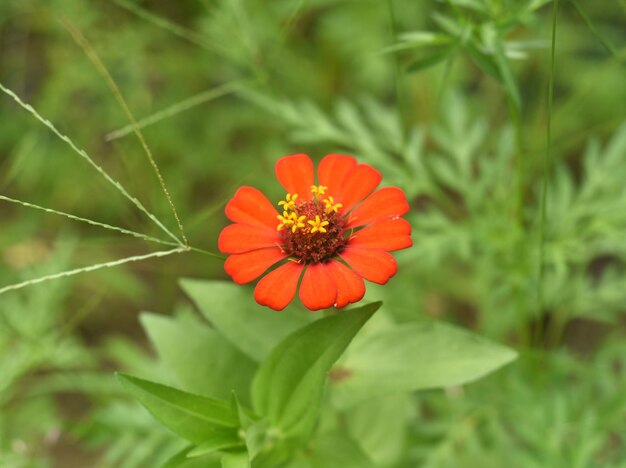 Rode Zinnia peruviana bloem close-up