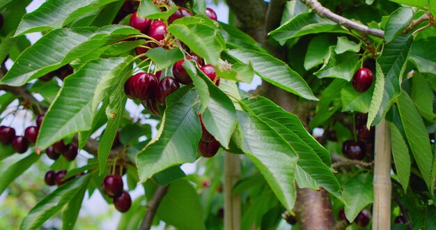 Rode zoete kersen tak met een bos smakelijke vruchten in de wind Verse biologische bessen oogst Rijp