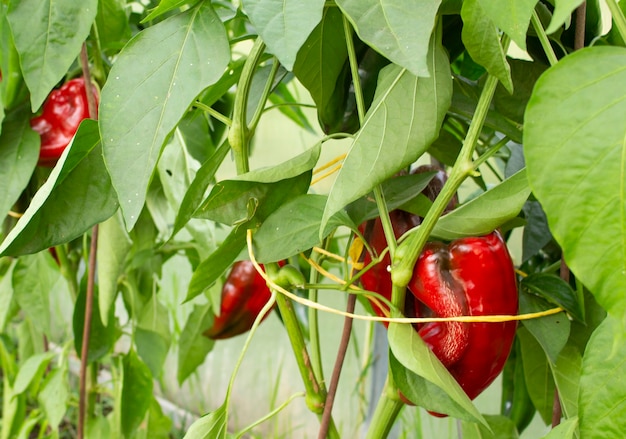 Rode zoete rijpe paprika op een hangende struik in de tuin in de zomer.